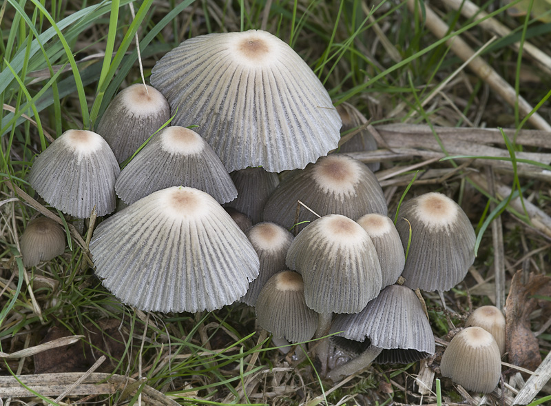 Coprinellus hiascens